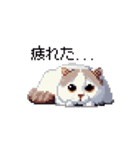 ドット絵 スコティッシュフォールド 猫（個別スタンプ：26）