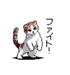 ドット絵 スコティッシュフォールド 猫（個別スタンプ：31）