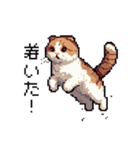 ドット絵 スコティッシュフォールド 猫（個別スタンプ：34）