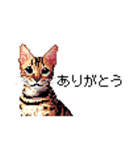 ドット絵 ベンガル 猫  日常会話（個別スタンプ：1）