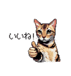 ドット絵 ベンガル 猫  日常会話（個別スタンプ：2）