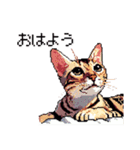 ドット絵 ベンガル 猫  日常会話（個別スタンプ：3）