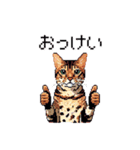 ドット絵 ベンガル 猫  日常会話（個別スタンプ：6）