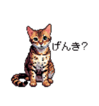 ドット絵 ベンガル 猫  日常会話（個別スタンプ：7）