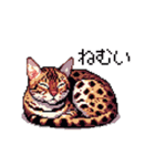 ドット絵 ベンガル 猫  日常会話（個別スタンプ：11）