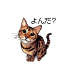 ドット絵 ベンガル 猫  日常会話（個別スタンプ：12）