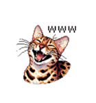 ドット絵 ベンガル 猫  日常会話（個別スタンプ：14）