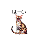 ドット絵 ベンガル 猫  日常会話（個別スタンプ：15）