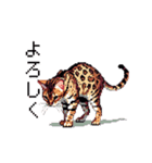 ドット絵 ベンガル 猫  日常会話（個別スタンプ：17）