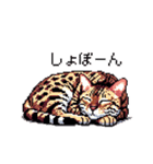 ドット絵 ベンガル 猫  日常会話（個別スタンプ：21）