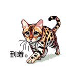 ドット絵 ベンガル 猫  日常会話（個別スタンプ：22）