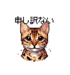 ドット絵 ベンガル 猫  日常会話（個別スタンプ：24）