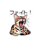 ドット絵 ベンガル 猫  日常会話（個別スタンプ：25）