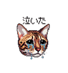 ドット絵 ベンガル 猫  日常会話（個別スタンプ：26）