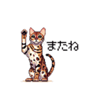 ドット絵 ベンガル 猫  日常会話（個別スタンプ：28）