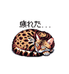 ドット絵 ベンガル 猫  日常会話（個別スタンプ：35）