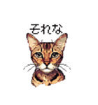 ドット絵 ベンガル 猫  日常会話（個別スタンプ：36）