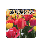 色んな花のスタンプ。（個別スタンプ：1）