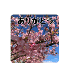 色んな花のスタンプ。（個別スタンプ：2）