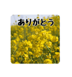 色んな花のスタンプ。（個別スタンプ：3）