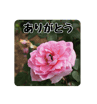 色んな花のスタンプ。（個別スタンプ：4）
