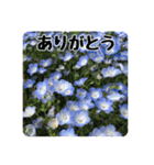 色んな花のスタンプ。（個別スタンプ：5）