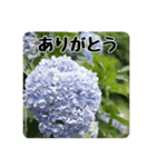 色んな花のスタンプ。（個別スタンプ：6）
