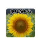 色んな花のスタンプ。（個別スタンプ：7）