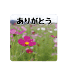 色んな花のスタンプ。（個別スタンプ：8）
