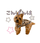 Cleo（脚長ヨーキー）（個別スタンプ：3）