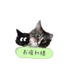 animal-LIFE（個別スタンプ：6）