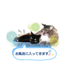 animal-LIFE（個別スタンプ：22）