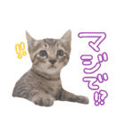 我が家の自由なネコさんたち（個別スタンプ：6）