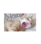 我が家の自由なネコさんたち（個別スタンプ：7）