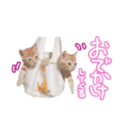 我が家の自由なネコさんたち（個別スタンプ：8）