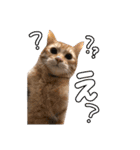我が家の自由なネコさんたち（個別スタンプ：9）
