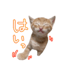 我が家の自由なネコさんたち（個別スタンプ：10）
