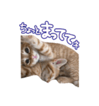 我が家の自由なネコさんたち（個別スタンプ：12）