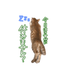我が家の自由なネコさんたち（個別スタンプ：13）