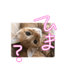 我が家の自由なネコさんたち（個別スタンプ：16）