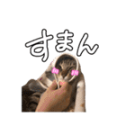 我が家の自由なネコさんたち（個別スタンプ：17）