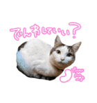我が家の自由なネコさんたち（個別スタンプ：20）