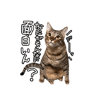 我が家の自由なネコさんたち（個別スタンプ：21）