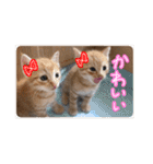 我が家の自由なネコさんたち（個別スタンプ：22）