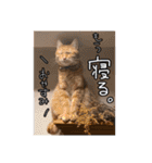 我が家の自由なネコさんたち（個別スタンプ：23）