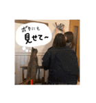 我が家の自由なネコさんたち（個別スタンプ：24）