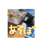 我が家の自由なネコさんたち（個別スタンプ：25）