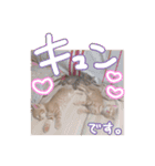 我が家の自由なネコさんたち（個別スタンプ：26）
