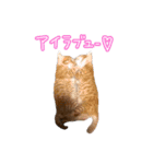 我が家の自由なネコさんたち（個別スタンプ：27）