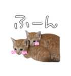 我が家の自由なネコさんたち（個別スタンプ：28）
